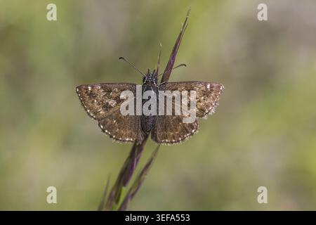 Erynnis Tages, Dunkler Dickkopffalter, Leguminosen-Dickkopffalter, Kronwicken-Dickkopffalter - Erynnis Tages, noto come skipper Dingy Foto Stock