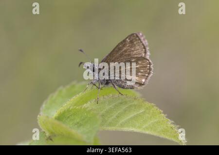 Erynnis Tages, Dunkler Dickkopffalter, Leguminosen-Dickkopffalter, Kronwicken-Dickkopffalter - Erynnis Tages, noto come skipper Dingy Foto Stock