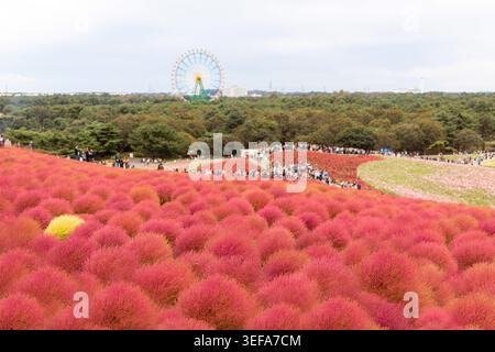 Onde di vividi cespugli rossi e rosa kochia si estendono attraverso le colline ondulate, che portano a una grande ruota panoramica che si innalza sopra la linea degli alberi al Hitachi Seaside Park a Ibaraki, in Giappone. I visitatori dell'autunno esplorano la colorata esposizione botanica sotto un cielo nuvoloso. Foto Stock