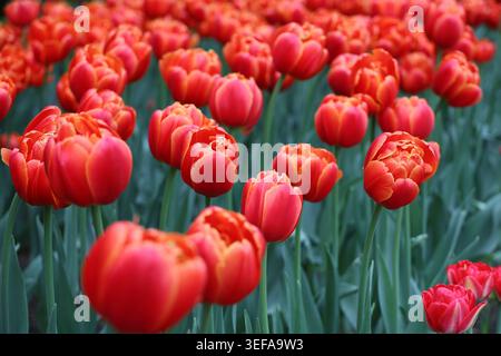 Fiori di tulipani rossi, sfondo primaverile. Campo di tulipani in fiore Foto Stock