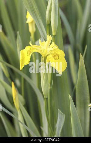Iris pseudacorus, Sumpf-Schwertlilie (Gelbe Schwertlilie, Wasser-Schwertlilie) - Iris pseudacorus, nota come bandiera gialla, bandiera gialla, bandiera dell'acqua, Foto Stock