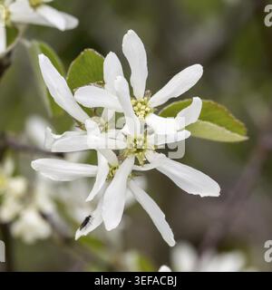 Amelanchier ovalis, Gewoehnliche Felsenbirne, Europaeische Felsenbirne oder auch echte Felsenbirne - Amelanchier ovalis, nomi comuni sono Snowy mespil Foto Stock