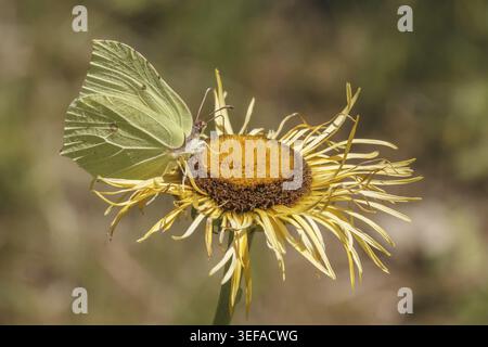 Telekia speciosa, grosse Telekie, Siebenbuergische Telekie mit Zitronenfalter - Telekia speciosa nota come occhio di bue gigante con brimeston Foto Stock
