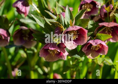 Primo piano di fiori borgognoni e borgognoni «Red Lady» che fioriscono alla luce del sole primaverile con un verde lussureggiante e un morbido sfondo naturale. Foto Stock