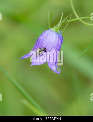 La mosca nera si appoggia sul campanello porporpora dewy Campanula rotundifolia con gocce d'acqua e ciondolo a goccia di pioggia traslucido sospeso sotto i petali in al Foto Stock