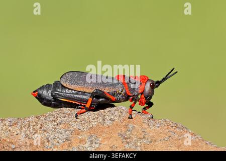 Una cavalletta colorata in schiuma koppie (Dictyophorus spumans) su una roccia, Sud Africa Foto Stock