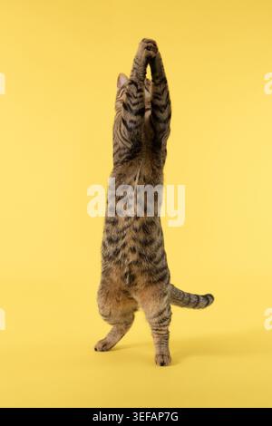 Il gatto si trova sulle zampe posteriori, entrambe le zampe anteriori sollevate. Il suo corpo è verticale. Foto Stock