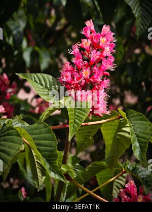 Vivace fiore rosa con petali croccanti e foglie verdi lucide in luminoso studio floreale pieno di luce del giorno, adatto per Wellness Branding e Plantbased Foto Stock