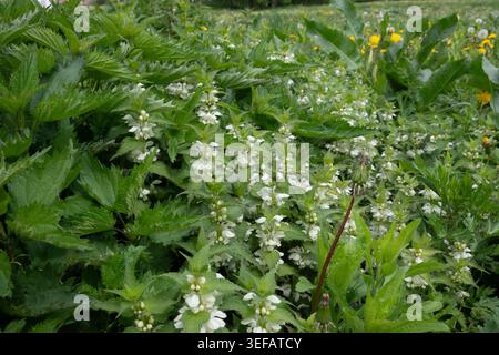 Ortica con fiori bianchi sparsi per il terreno in un campo sotto cielo limpido. Foglie verdi circondano i fiori, mostrando una varietà di vita vegetale Foto Stock