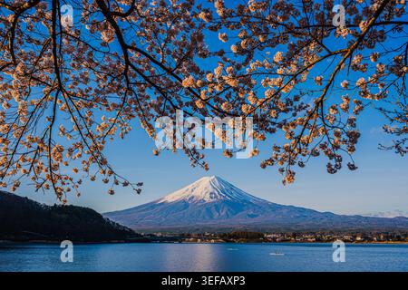 Vista iconica del Monte Fuji, delle acque blu del Lago Kawaguchiko e dei ciliegi in fiore in primo piano, Yamanashi, Giappone. Foto Stock