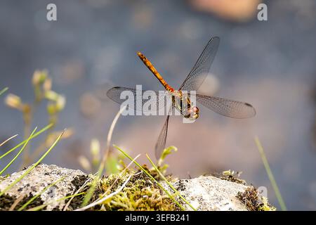 Dragonfly in volo, rivelando delicate ali traslucide sullo sfondo di un habitat naturale leggermente sfocato. Foto Stock