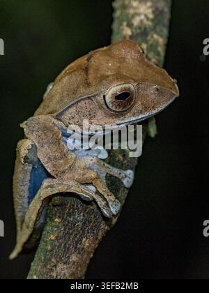 Rana dagli occhi luminosi che riposa su un ramo di notte nella foresta pluviale del Madagascar Foto Stock