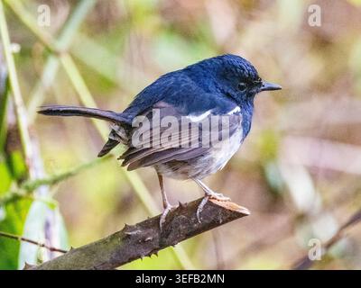 robin magpie del Madagascar arroccato su un arto ad Andasibe durante il giorno Foto Stock