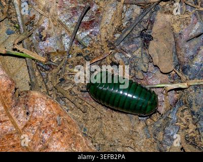 Il millipede gigante della pillola verde smeraldo del Madagascar si muove sul fondo della foresta in Andasibe durante il giorno Foto Stock