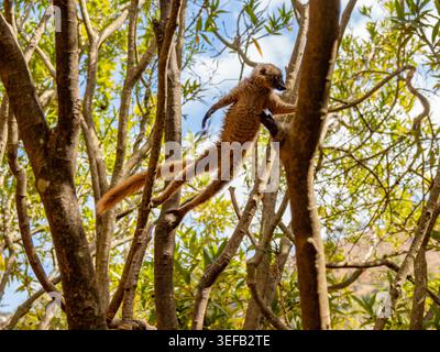 Comune lemure bruno che si arrampica in un albero sull'isola di Lemur in Madagascar durante il giorno Foto Stock