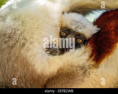 Madre Coquerels sifaka si prende cura del suo bambino in un albero in Madagascar Foto Stock