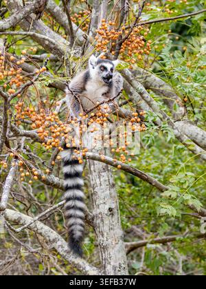 Il lembo dalla coda anulare mangia le bacche in un albero della riserva comunitaria di Anja in Madagascar durante il giorno Foto Stock