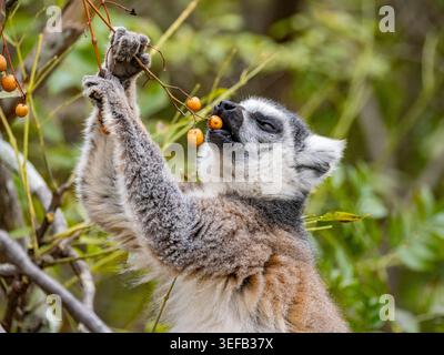 Il lembo dalla coda anulare mangia le bacche mentre è arroccato in un albero del Madagascar Foto Stock