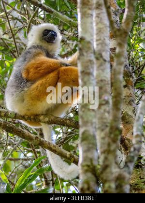 Sifaka adulti in cattività si trova in un albero sull'isola di Lemur in Madagascar, osservando i suoi dintorni Foto Stock