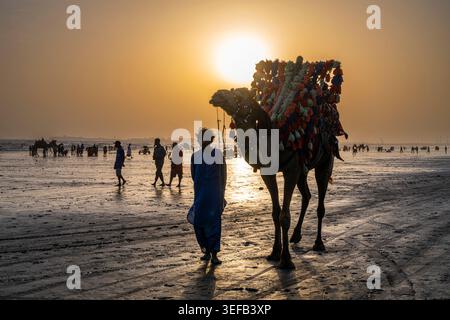 Cammelli colorati e vestiti camminano lungo la spiaggia mentre il sole tramonta all'orizzonte vicino a Karachi, Pakistan Foto Stock
