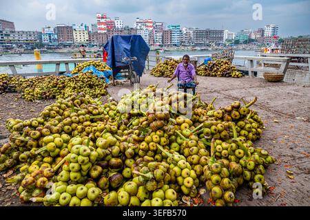 Noci di cocco in vendita nel mercato di Dacca, venditore posizionato tra grandi mucche di cocco, ambiente urbano con edifici sullo sfondo Foto Stock