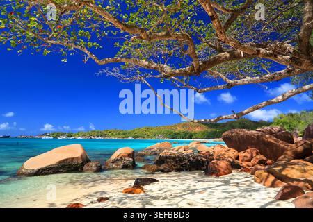 L'esplorazione della spiaggia di Anse Georgette rivela una bellezza naturale e acque cristalline sull'isola di Praslin Foto Stock