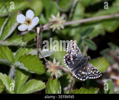 Skipper grizzled sul fiore di fragole selvatiche. Harewood Common, Andover. Foto Stock