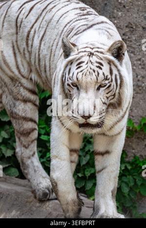 Pechino, Cina - 13 maggio 2026: Maestosa tigre bianca del Bengala che cammina sulle rocce allo zoo di Pechino Foto Stock