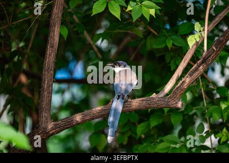 Pechino, Cina - 13 maggio 2026: Magpie alate azzurre che chiamano un ramo d'albero allo zoo di Pechino Foto Stock