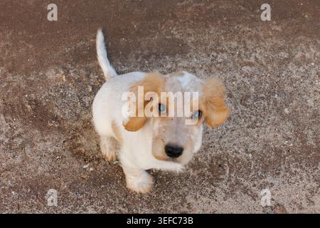 Cocker Spaniel Puppy bianco e marrone che guarda la fotocamera dall'alto Foto Stock