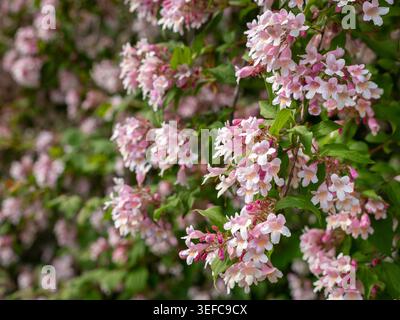 In un parco primaverile, a cascata di agglomerati di fiori di bellezza rosa a forma di campana bianca Kolkwitzia amabilis con boccioli rossi fioriscono su fresche foglie verdi. Foto Stock