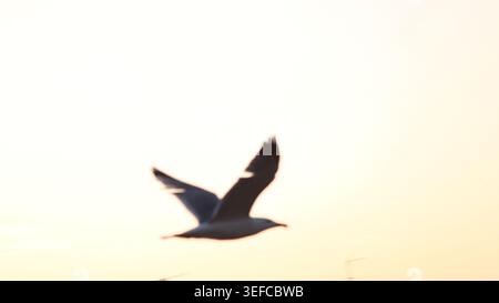 Primo piano ad angolo basso di un gabbiano che si libra graziosamente attraverso un cielo caldo e luminoso al tramonto. Foto Stock
