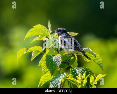 Maschio di Stonechat siberiana o Saxicola Maurus arroccato sulla cima di un verde bosco di lamponi selvatici. La Siberian Stonechat o Asian Stonechat è un piccolo uccello di paesaggi aperti che spesso si trova su appollaie esposte Foto Stock