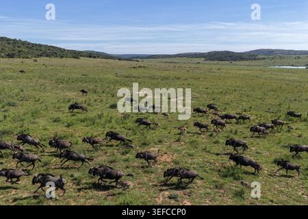 Vista aerea di una grande mandria di GNU che corre attraverso la vasta savana erbosa con colline ondulate sotto un cielo azzurro nel distretto Munic di Waterberg Foto Stock