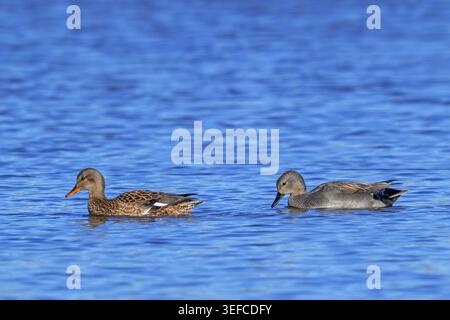 Coppia Gadwall (Mareca strepera), femmina e maschio adulti che nuotano nel lago/laghetto nel tardo inverno Foto Stock