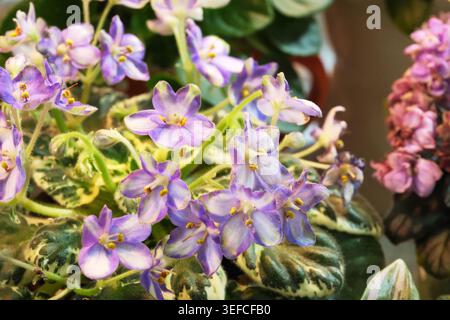 I vivaci fiori violetti scoppiano dalle foglie verdi, crogiolandosi alla luce del sole. Foto Stock