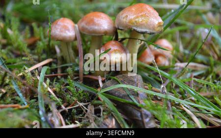 Piccolo gruppo di funghi selvatici marrone-arancio che cresce tra muschio ed erba sul pavimento del bosco Foto Stock