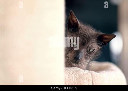 Primo piano Ritratto di un scontroso gatto Lykoi sembra premuroso. Immagine orizzontale con spazio di copia. Foto Stock