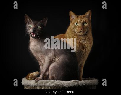 Ritratto del gatto Lykoi che tira facce divertenti accanto a un gatto scontroso. Immagine orizzontale con sfondo scuro. Foto Stock