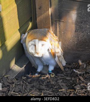 A Captive Barn Owl (Tyto alba), Cornovaglia, Inghilterra, Regno Unito Foto Stock