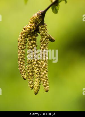 Lunghi e sdraiati gatti maschi gialli della piccola e robusta betulla transcaucasica, Betula medwediewii Foto Stock