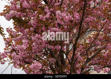 I grappoli di ciliegi rosa fioriscono sui rami degli alberi, il fitto fogliame primaverile crea uno sfondo botanico stagionale con texture naturali, tonalità pastello Foto Stock