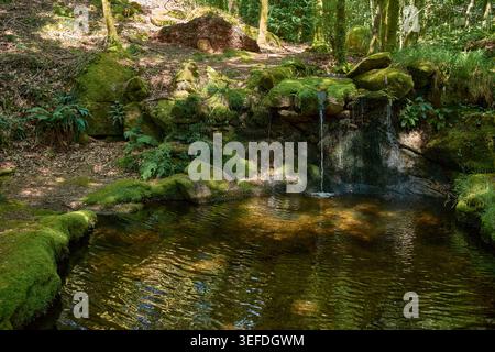 Ambiente tranquillo nel cuore del Parco naturale del Monte Aloia, con una piscina cristallina circondata da fitta vegetazione, muschio e alberi alti. Coprire parzialmente Foto Stock