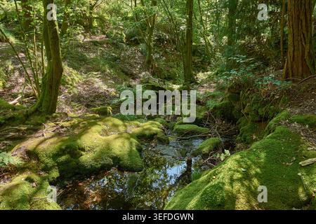 Ambiente tranquillo nel cuore del Parco naturale del Monte Aloia, con una piscina cristallina circondata da fitta vegetazione, muschio e alberi alti. Coprire parzialmente Foto Stock