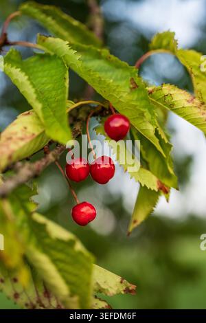 Ciliegie rosse mature appese al ramo verde verde Foto Stock