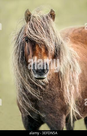 Ritratto di un pony delle Shetland con una lunga criniera mercantile in luce naturale, primo piano di un piccolo cavallo nel paesaggio rurale. Foto Stock