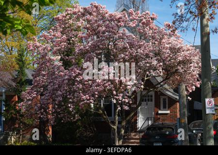 magnolia rosa in piena fioritura su una soleggiata strada residenziale in primavera, Ontario, Canada. Foto Stock