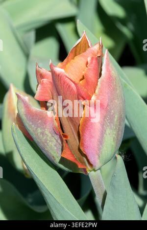 Bocciolo di fiori di bronzo e rosa di Tulip Tulipa "artista", Viridiflora Foto Stock