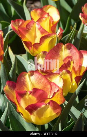 Fiori gialli e rossi di Tulipa Tulipa singolo del primo mattino, 'città del Capo', in un giardino primaverile Foto Stock
