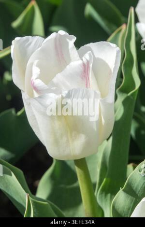 Fiore blushed bianco e rosa di Triumph Tulip Tulipa 'Kyoko Takahashi' in un giardino primaverile Foto Stock